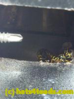 /home//u458753944/public_html/sourcegallery//////////////////Insects and small critters/ants bees and wasps (Hymenoptera)/P1080141.JPG